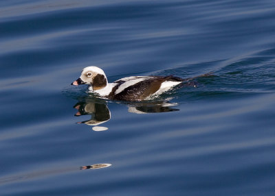 Long-tailed Duck