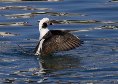 Long-tailed Duck