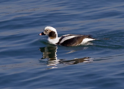 Long-tailed Duck