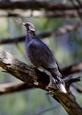 Band-tailed Pigeon