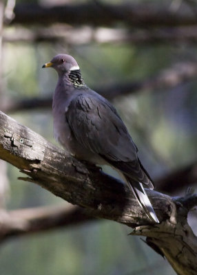 Band-tailed Pigeon