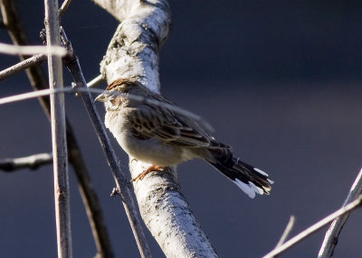 American Lark Sparrow