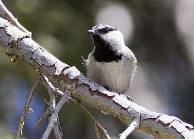 Mountain Chickadee