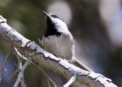 Mountain Chickadee