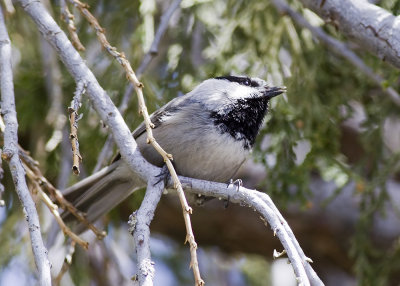 Mountain Chickadee