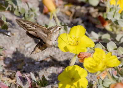 White lined Spinx (Hyles lineata)