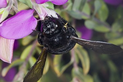 Carpenter Bee