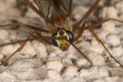 Ichneumonid Wasp