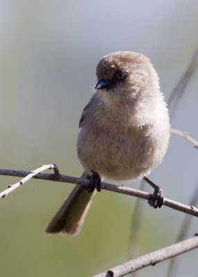 Bushtit - male