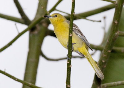 Hooded Oriole - female
