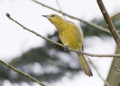 hooded-oriole05.jpg