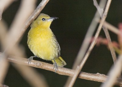 Hooded Oriole - female