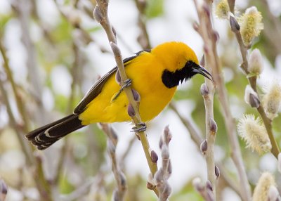 Hooded Oriole - male
