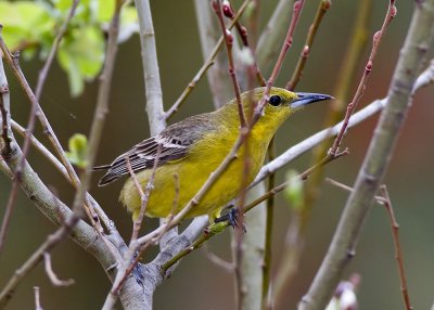 Hooded Oriole - female
