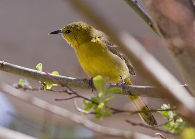 Hooded Oriole - female