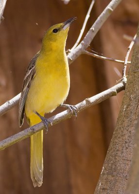 Hooded Oriole - female