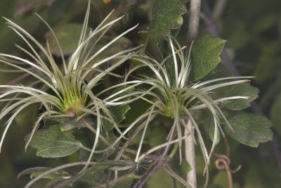 Virgin's Bower (Clematis pauciflora)