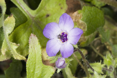 Fiesta Flower (<em>Pholistoma auritum</em>)