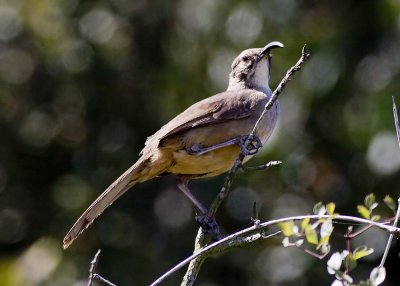 California Thrasher