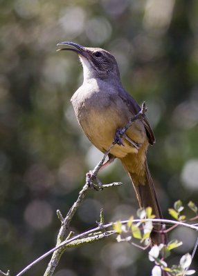 California Thrasher