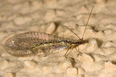 Lonely Lacewing  (Eremochrysa sp.)