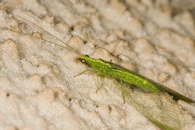 Green Lacewing ( Chrysoperla sp.)