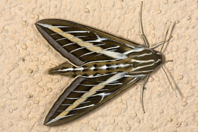 White-lined Sphnix Moth (Hyles lineata)