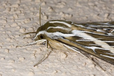 White-lined Sphnix adult (Hyles lineata)