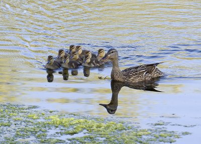 Mallard - hen with ducklings