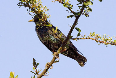 European Starling - male