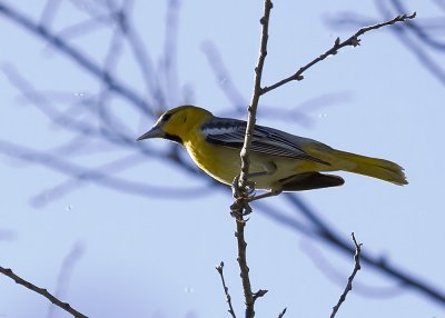 Bullock's Oriole