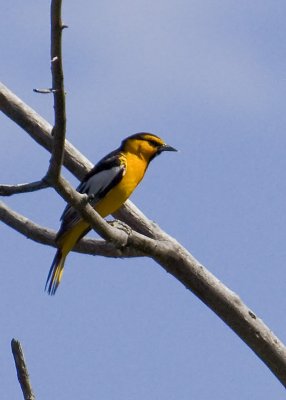 Bullock's Oriole