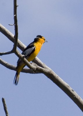 Bullock's Oriole