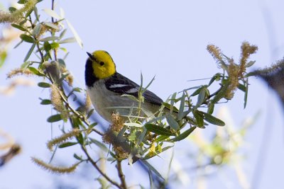 Hermit Warbler