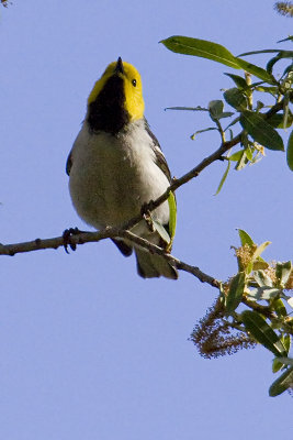 Hermit Warbler