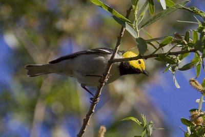 Hermit Warbler