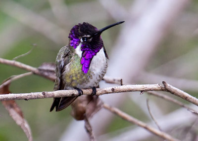 Costas Hummingbird