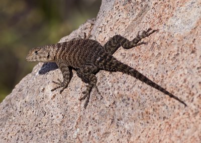 Granite Spiny Lizard  (Sceloporus orcutti orcuttii)