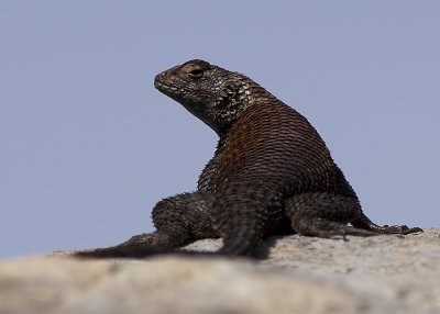 Granite Spiny Lizard  (Sceloporus orcutti orcuttii)