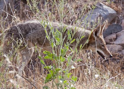 Coyote