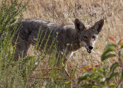 Coyote