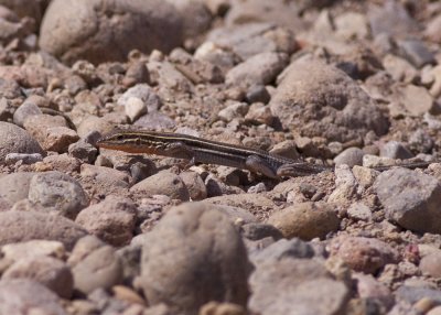 Orange-throated Whiptail (Cnemidophorus hyperythrus )
