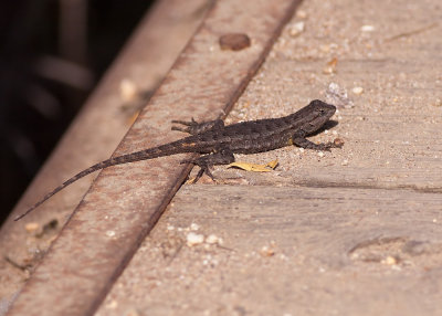 Western Fence Lizard (Sceloporus occidentalis)