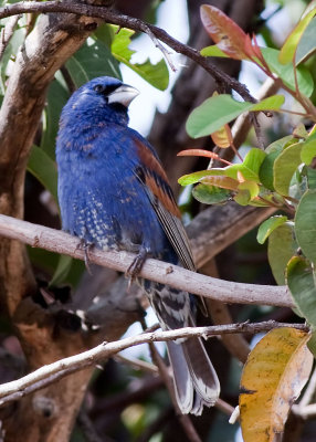 Blue Grosbeak