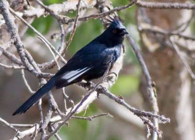 Phainopepla