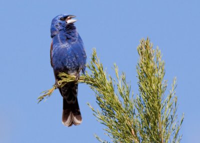 Blue Grosbeak - male