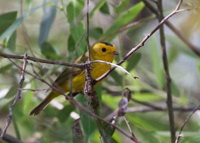 Wilson's Warbler