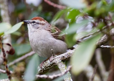 Chipping Sparrow