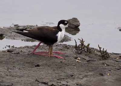 Black-necked Stilt - female with two chicks