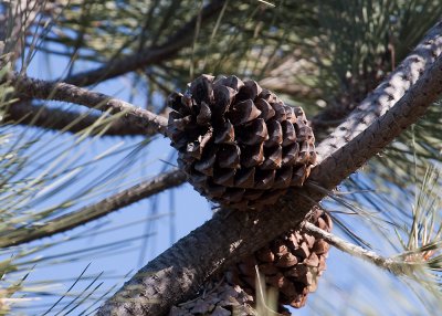 Torrey Pines (Pinus torreyana)